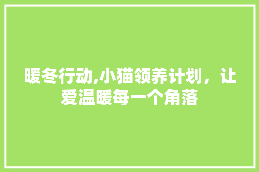 暖冬行动,小猫领养计划，让爱温暖每一个角落