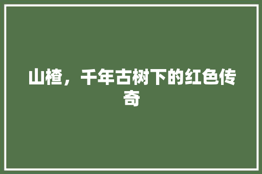 山楂，千年古树下的红色传奇
