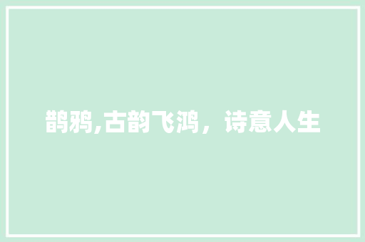 鹊鸦,古韵飞鸿，诗意人生