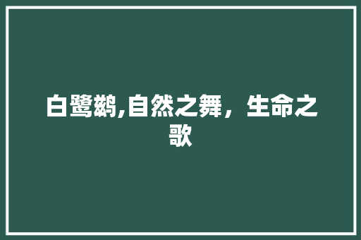 白鹭鹚,自然之舞，生命之歌