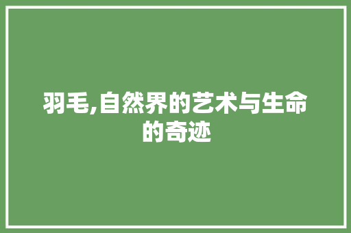 羽毛,自然界的艺术与生命的奇迹