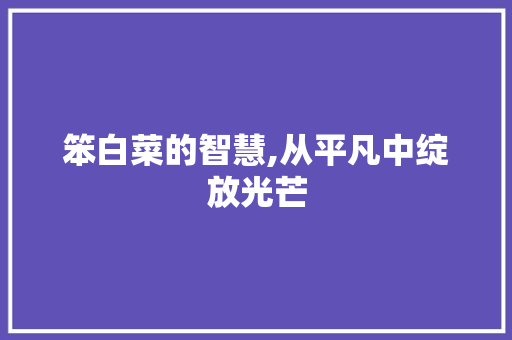 笨白菜的智慧,从平凡中绽放光芒