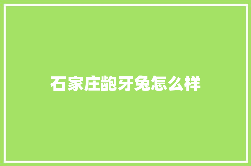 石家庄龅牙兔怎么样